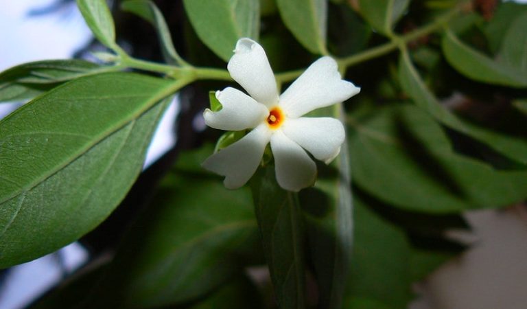 How withania somnifera or ashwargandha is helpful for infections?