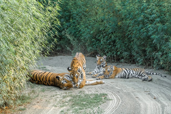 Jim corbett tiger Resrve