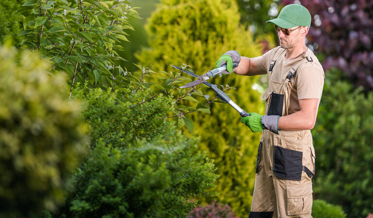 How to Choose the Right Tree Doctor for Your Landscape